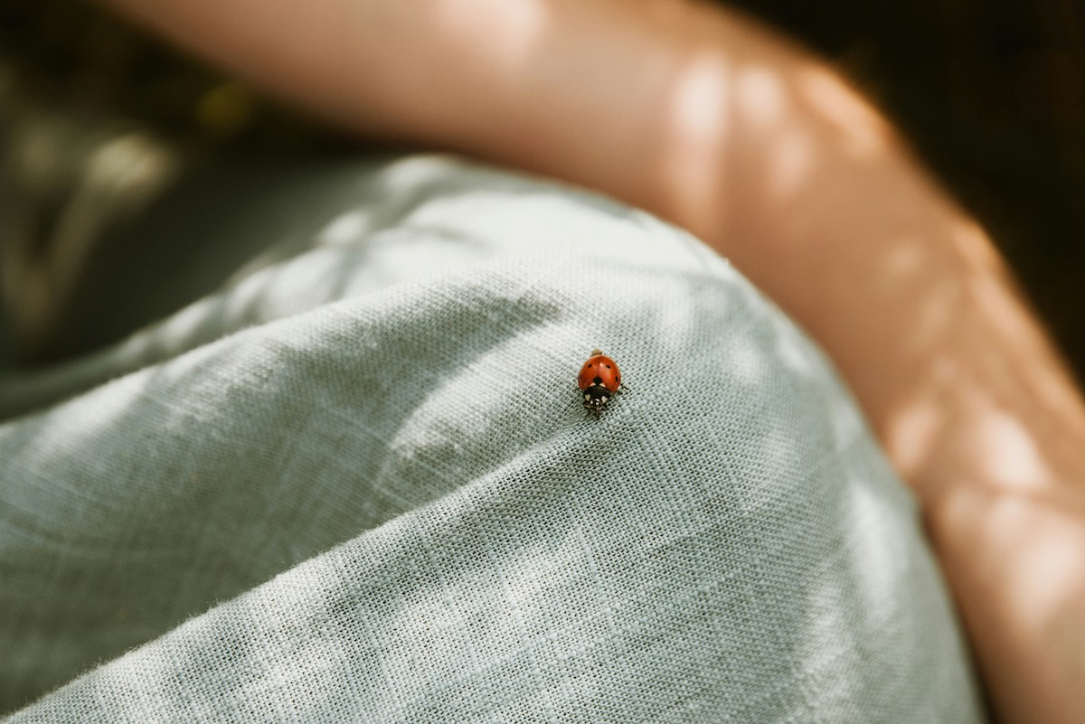 A graduation, a ladybug, and the daughter who wasn't there
